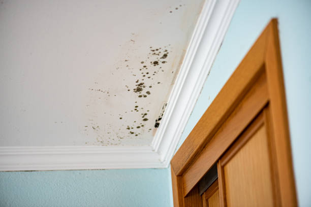 Best Localized Mold Remediation (e.g., coastal areas, humid climates) in Bella Vista, AR