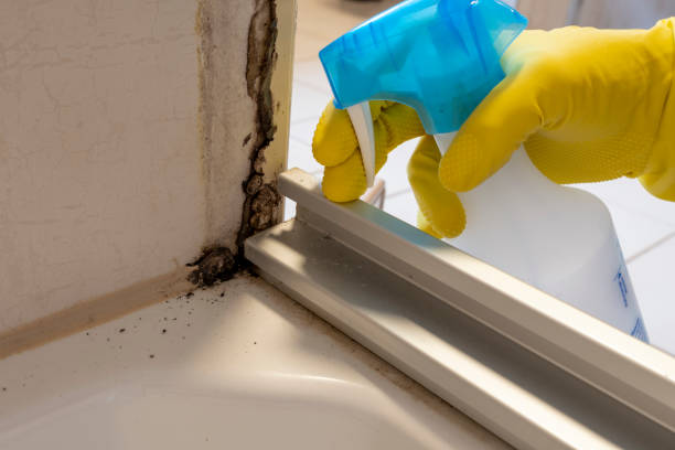 Best Basement Mold Remediation in Bella Vista, AR