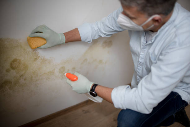 Best Residential Mold Remediation in Bella Vista, AR