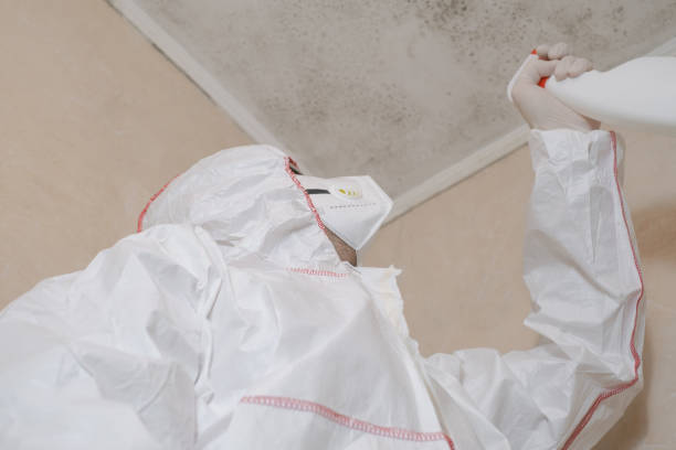 Best White Mold Remediation in Bella Vista, AR