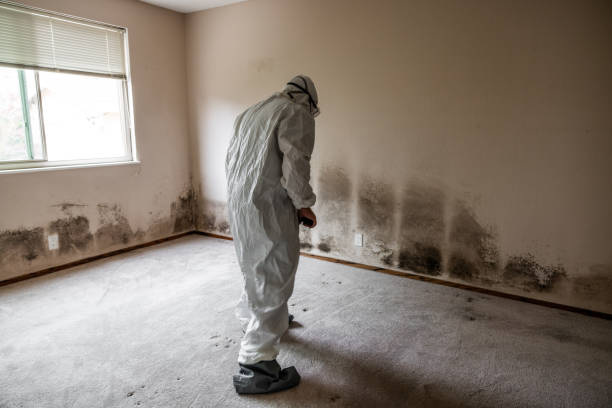 Best Localized Mold Remediation (e.g., coastal areas, humid climates) in Bella Vista, AR