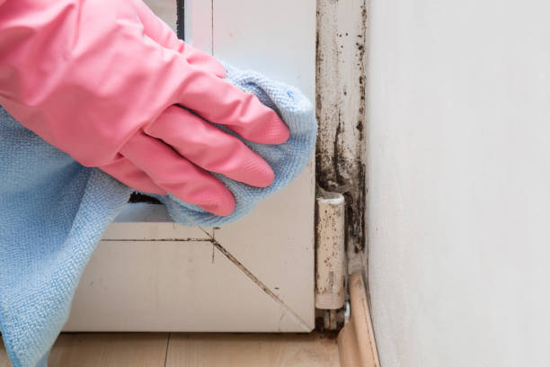 Best Preventive Mold Services in Bella Vista, AR